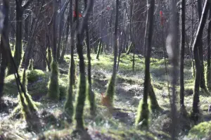 Frans 02 Loonse en Drunense duinen
